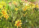 irisseed_plants